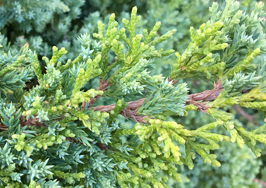 Juniperus procumbens 'Nana" Mixed Foliage